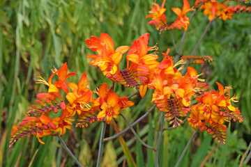 Crocosmia, also known as falling stars, 'Firestarter' in flower.