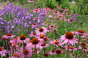 Pink coneflower, Echinacea purpurea 'Rubinstern' and purple garden phlox in flower.