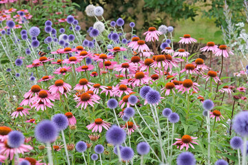 Pink coneflower, Echinacea purpurea 'Rubinstern' and Echinops, Globe thistle, ‘Veitch's Blue’ in flower.