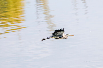 Grey heron in flight over a body of water