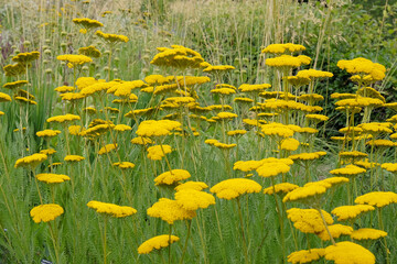 Achillea, or yellow Golden Yarrow, in flower.