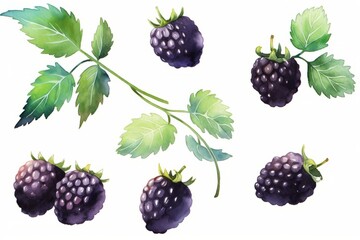 Set of blackberry fruit hand drawn watercolor illustration.