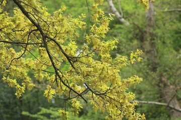 Spring Tree Branch