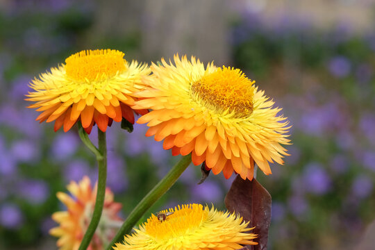 Yellow Xerochrysum also know as strawflower or golden everlastning in flower.