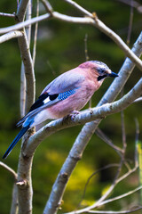 blue jay on a branch