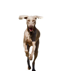 Front view of one funny jumping grey Weimaraner dog looking at camera with a big smile and horizontal ears on a white background.