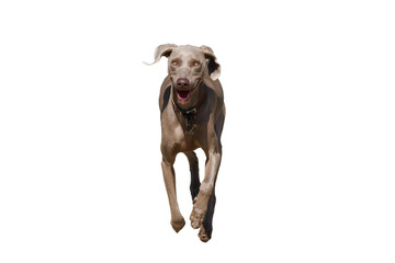 Front view of one funny jumping grey Weimaraner dog looking at camera with a big smile on a white background.