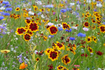 Red and yellow Coreopsis tinctoria, golden tickseed or calliopsis wildflowers in bloom.