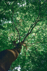 Fototapeta na wymiar Green tree seen from below. High quality photo
