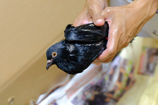 Rescuing a wild pigeon covered in glue from glue trap in street. After cleaning away excess glue with vegetable oil, the bird was transported to a vet for further cleaning and therapy