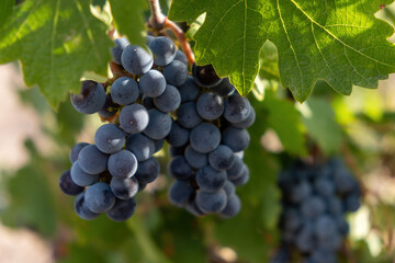 Vineyard grapevine background. Black grape, bunch of organic dark grape on branch. Blur background.
