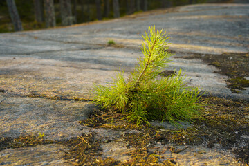 Young pine (Pinus sylvestris) growing on rock