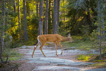 White-tailed deer (Odocoileus virginianus) crossing a hiking trail