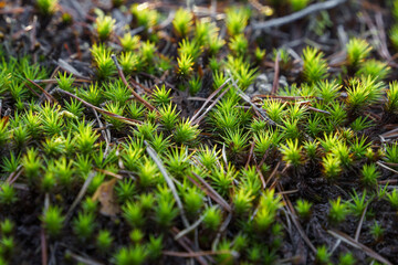 Haircap moss or hair moss (Polytrichum) close up in nature