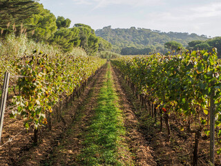 Fototapeta na wymiar vineyards wine grapes field in porquerolles island france panorama landscape