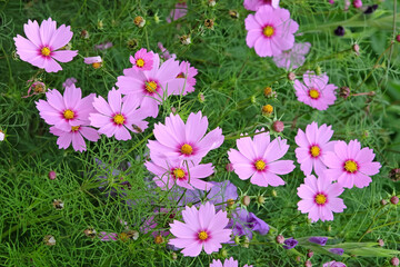 Obraz premium Cosmos bipinnatus, commonly called the garden cosmos or Mexican aster, in flower.