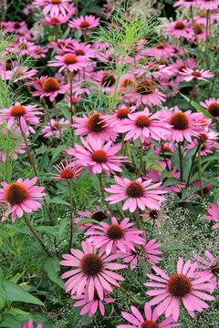 Pink parasol coneflower Echinacea purpurea &lsquo;Rubinstern&rsquo; in flower.