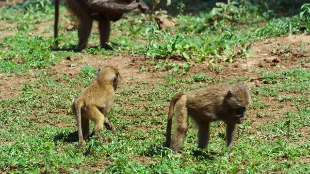 A couple of Baboon monkey babies walking together and eating grass.
