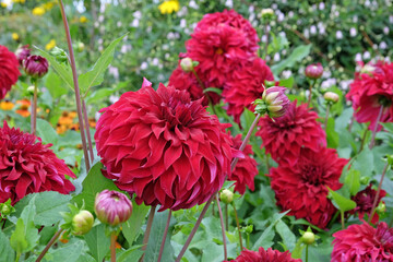 Red dinner plate decorative Dahlia 'Spartacus' in flower. © Alexandra