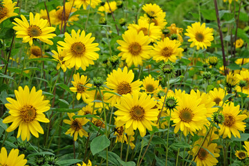 Yellow Heliopsis helianthoides, false sunflower, in bloom.