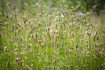 Fototapeta premium summer grass meadow