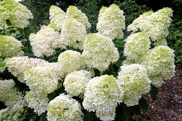 Large white Hydrangea paniculata 'Phantom' in flower.