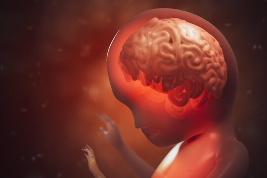 Brain development during pregnancy of unborn baby. 3D rendered illustration.