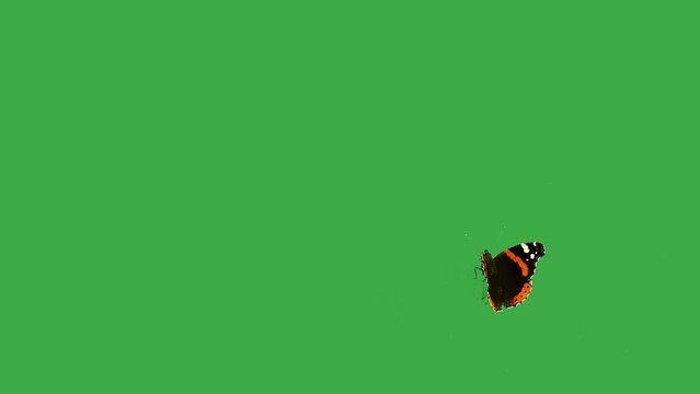 Butterfly Admiral on a green screen