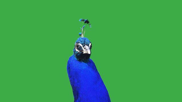 peacock looks in different directions on a green screen