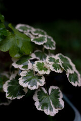 Geranium, geranio, annual, bennial, perennial plants, cranesbills
