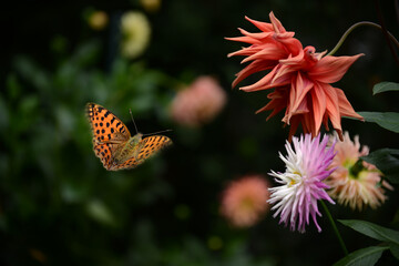 Schmetterling 1126 © K.-U. Häßler