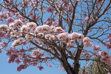 Handroanthus impetiginosus, the pink ipê, pink lapacho or pink trumpet tree, ipe rosa, closeup