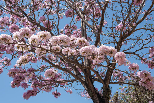 Handroanthus impetiginosus, the pink ip&ecirc;, pink lapacho or pink trumpet tree, ipe rosa, closeup