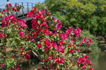 Fototapeta na wymiar Red Bougainvillea, thorny ornamental vines, bushes, Nyctaginaceae. Red flowers in the Spring season