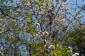 Tabebuia roseoalba, White ipe, ipe branco, lapacho blanco, plant native to Brazil