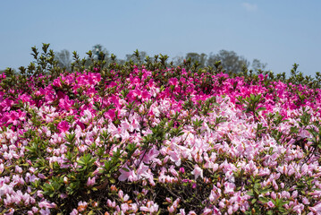 Azaleas flowers, pink and white, Azalea, colorful, Spring season, beautiful, natural