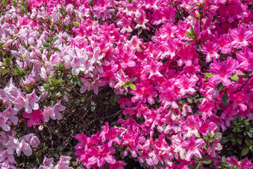 Fototapeta premium Azaleas flowers, pink and white, Azalea, colorful, Spring season, beautiful, natural