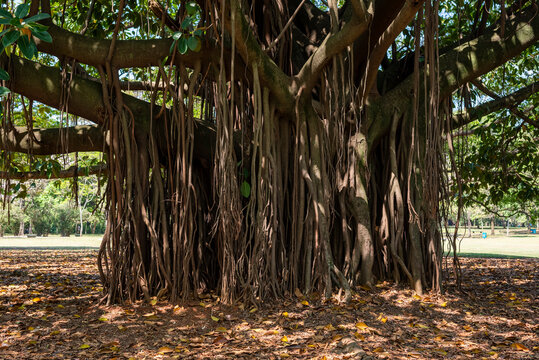 Ficus elastica, seringueira, falsa seringueira, Ficus elastica Moraceae, Asian tree, roots, the rubber fig, rubber bush, rubber tree, rubber plant, Indian rubber tree