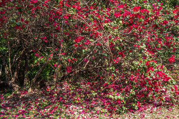 Red Bougainvillea, thorny ornamental vines, bushes,   Nyctaginaceae. Red flowers in the Spring season