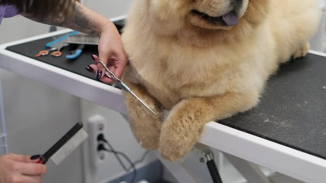 A Tail-Wagging Experience: Inside her hygienic, state-of-the-art studio, the groomer turns grooming into a pleasant experience for a large, rambunctious dog.