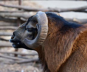 Head with horns of Cameroonian sheep