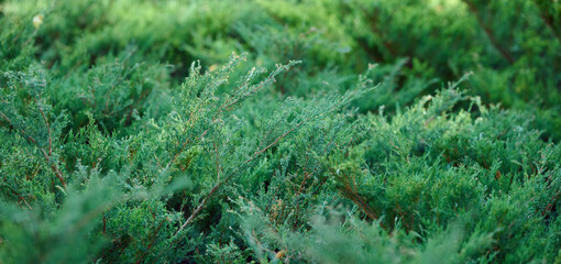 Green juniper bush in the park on a summer day, coniferous plant © nndanko