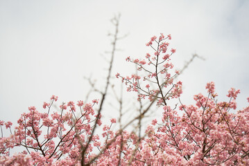 ピンク色の綺麗な河津桜の花