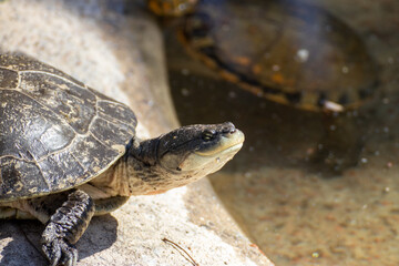 Fototapeta premium Tortuga