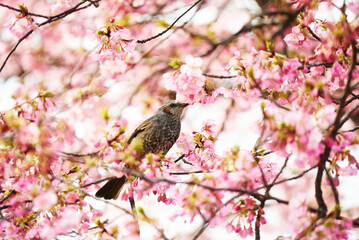 河津桜の蜜を吸うヒヨドリ