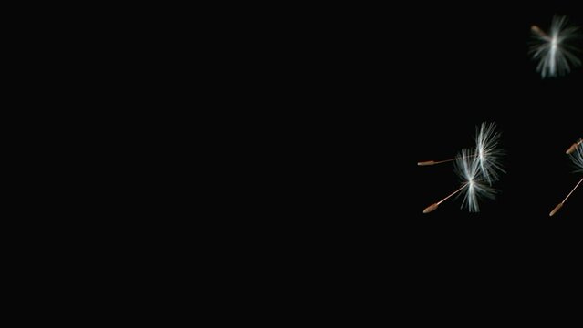 Macro Shot of Dandelion seeds being blown in super slow motion on black background. Filmed at 2000 fps
