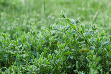 Fototapeta premium Polygonum aviculare green grass covered with dew drops in the early morning. Water drops on knotweed grass. Blurred background. Macro.