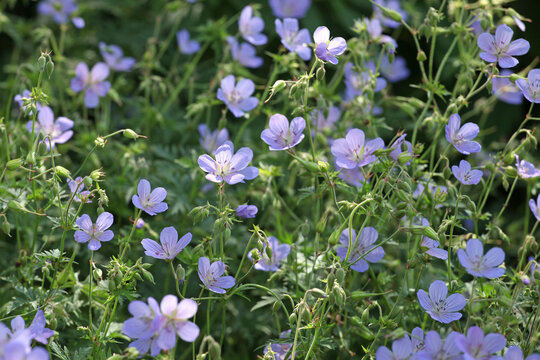 Light blue Hardy geranium cranesbill 'Blue Cloud' in flower.