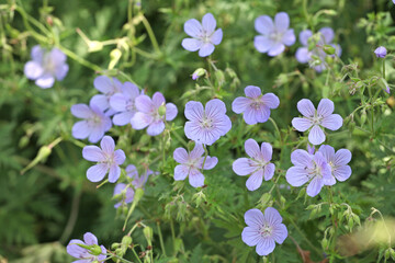 Light blue Hardy geranium cranesbill 'Blue Cloud' in flower.