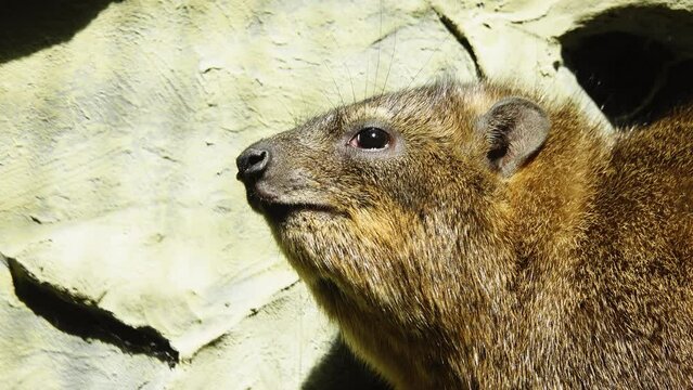 rock hyrax close up outdoor